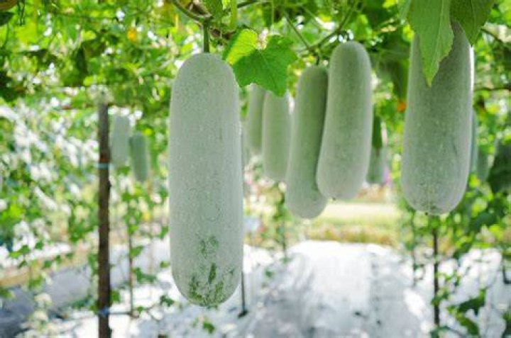 How do you store winter melon