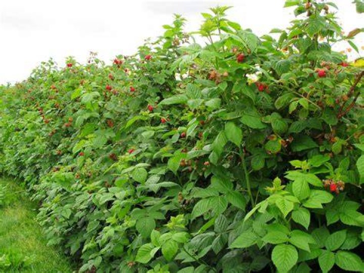 How do you take care of Heritage raspberry plants