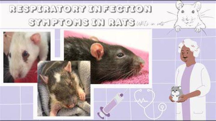 How do you tell if a rat has a respiratory infection