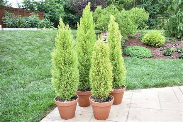 How do you water lemon cypress trees