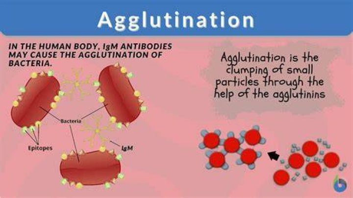 How does the agglutination test work