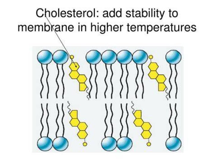How is cholesterol oriented in the membrane