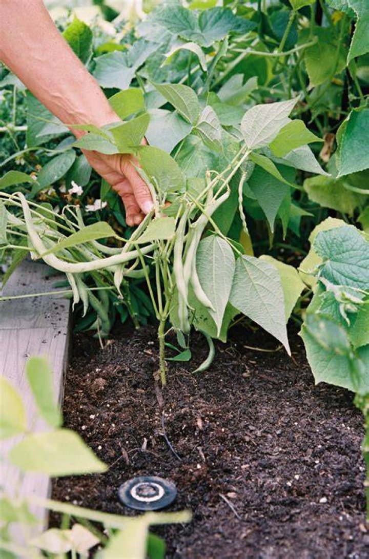 How late can you plant bush beans