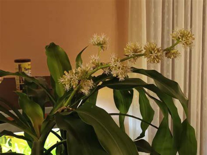 How long does dracaena flower last