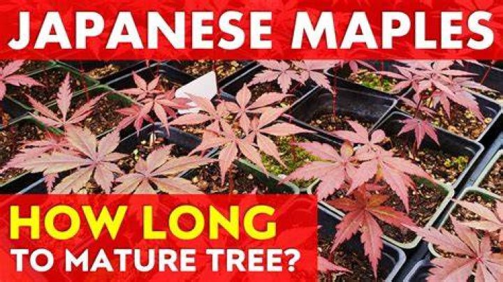 How long does it take for a Japanese maple to grow