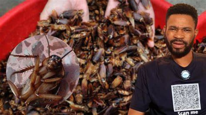 How much protein does a cockroach have
