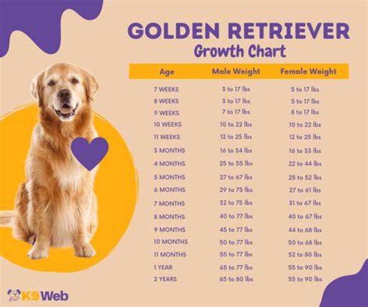 How much should a Golden Retriever weight at 6 months