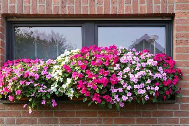 How wide should Window boxes be