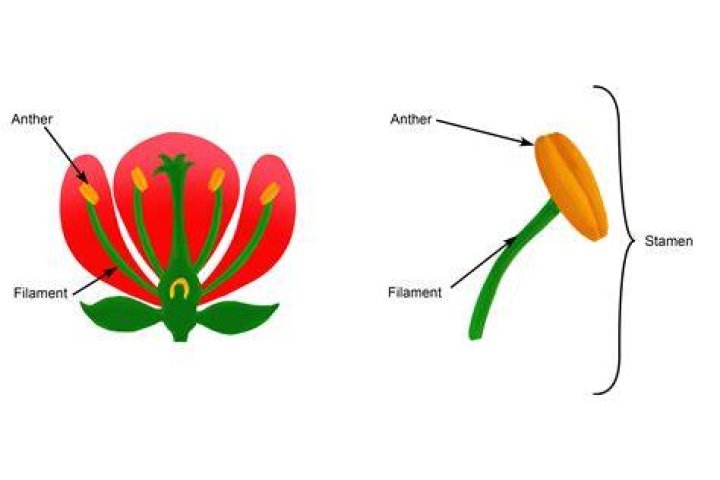 Is a anther male or female