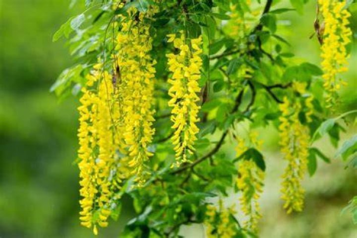 Is a laburnum tree poisonous to dogs