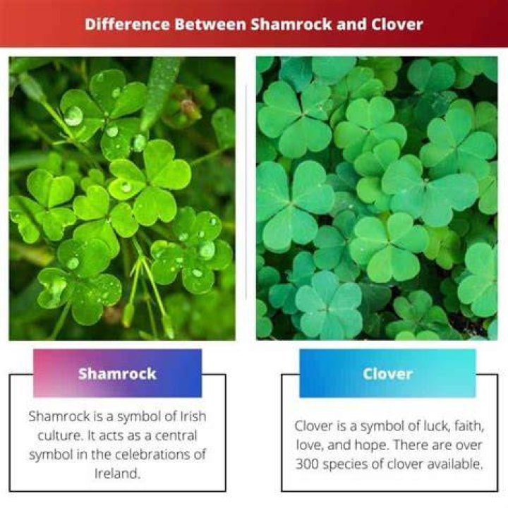 Is a shamrock the same as a clover