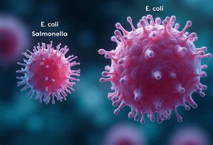 Is E coli the same as salmonella