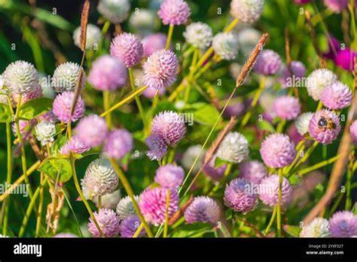 Is gomphrena edible
