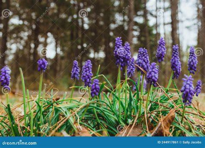 Is grape hyacinth a wildflower