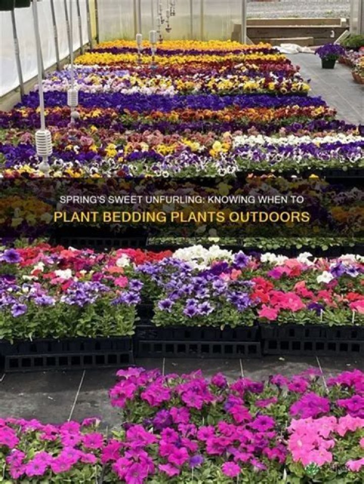 Is it safe to plant bedding plants now