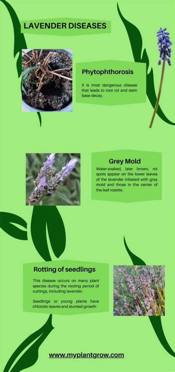 Is lavender plant poisonous to humans