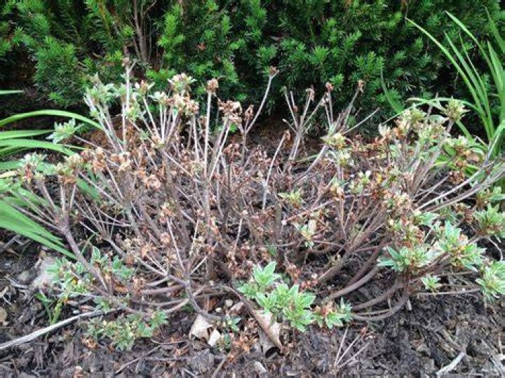 Is my azalea dead