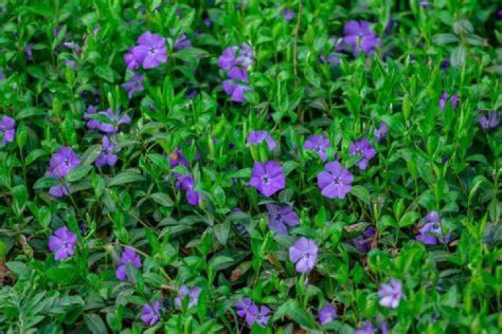 Is Myrtle the same as vinca
