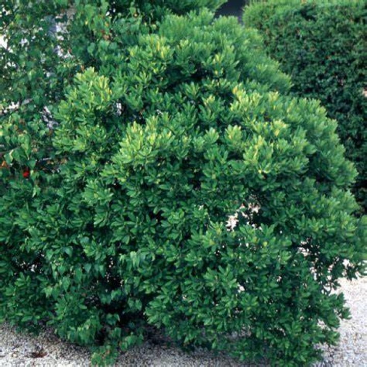 Is Northern bayberry Evergreen