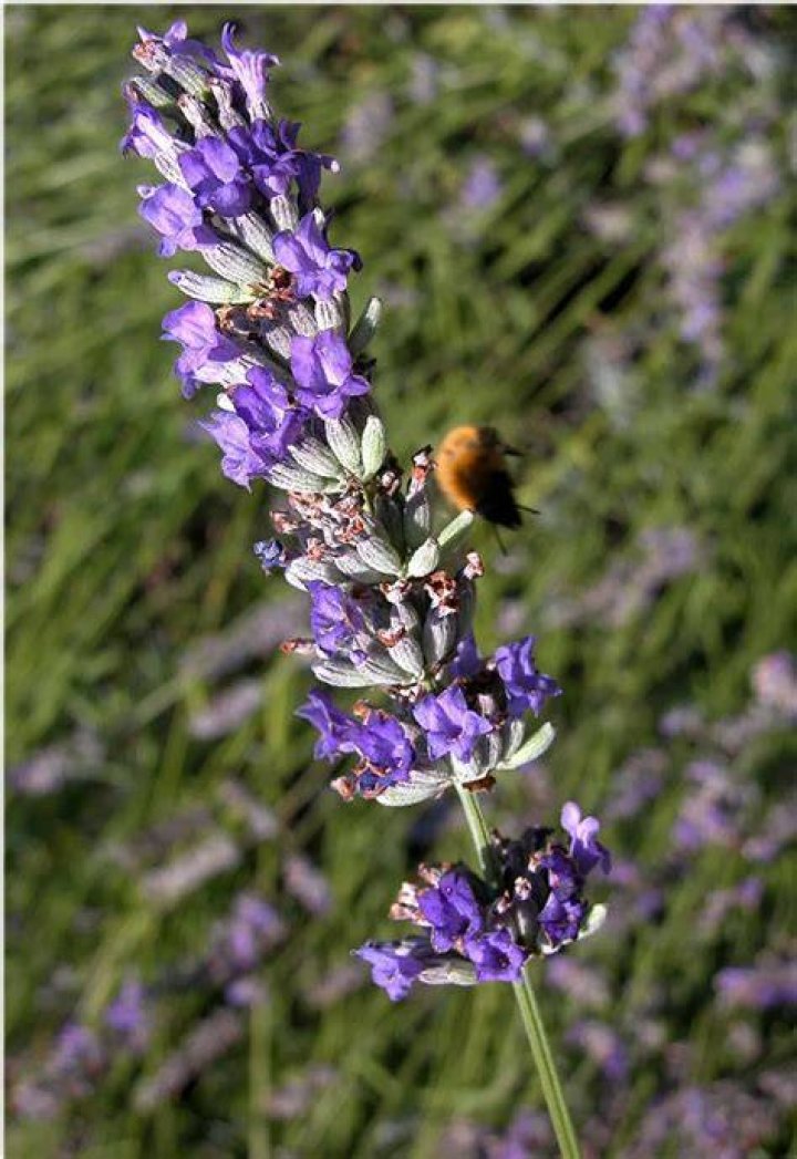 Is Spike lavender toxic