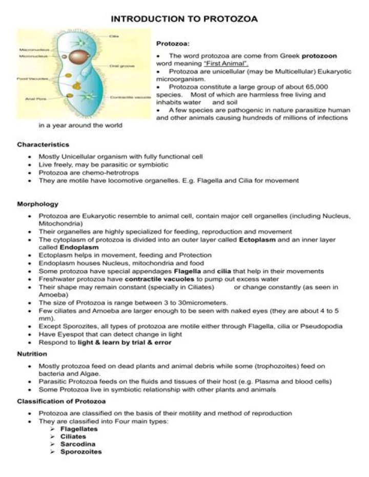 Is the study of protozoa