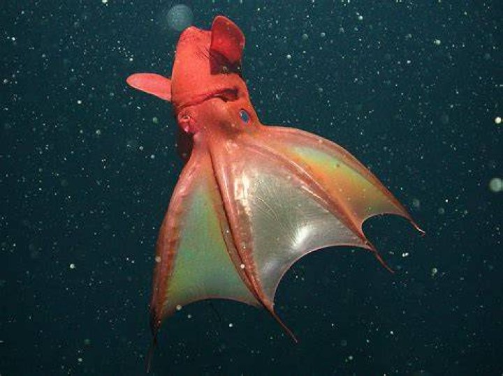 Is the vampire squid dangerous