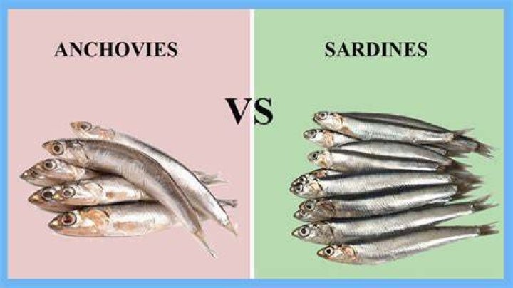 Is there a difference between anchovies and sardines