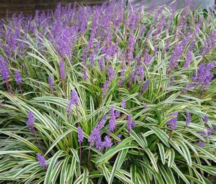 Is variegated Liriope perennial