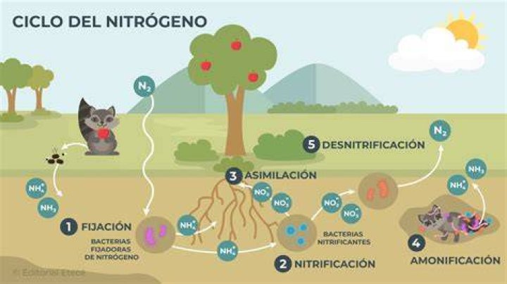¿Qué es el ciclo del nitrogeno para niños