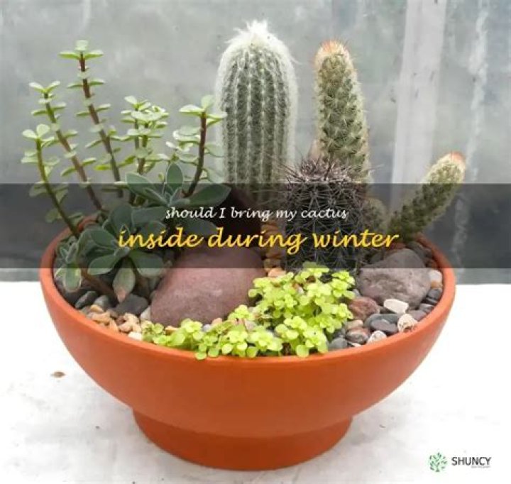 Should I bring my cactus in for the winter
