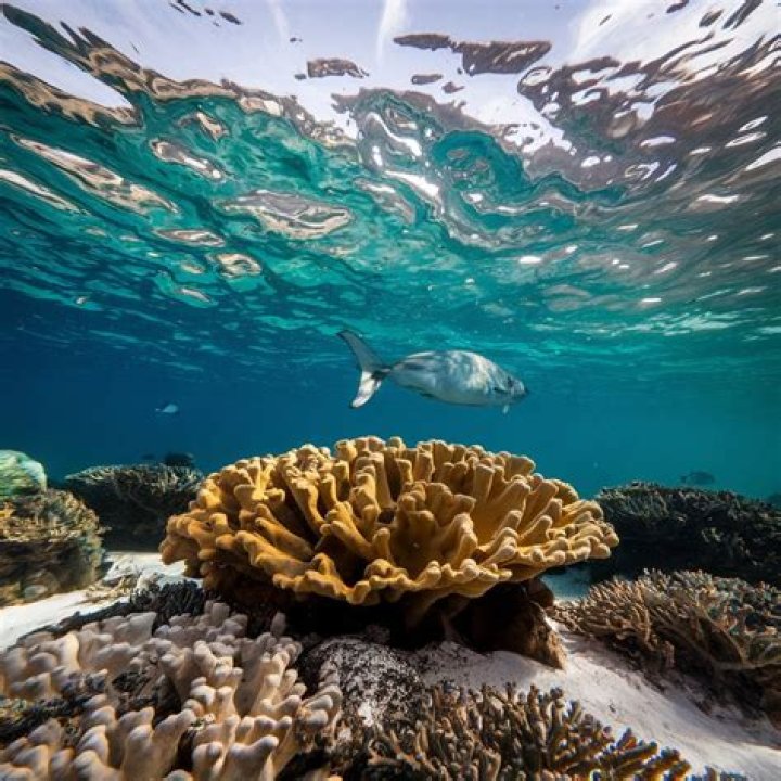 What adaptations do eels have