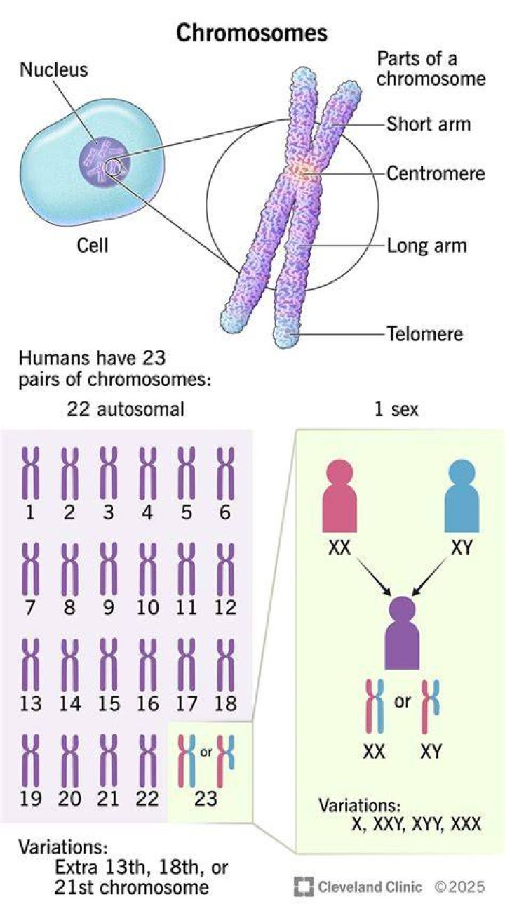 What are numbered pairs of chromosomes called