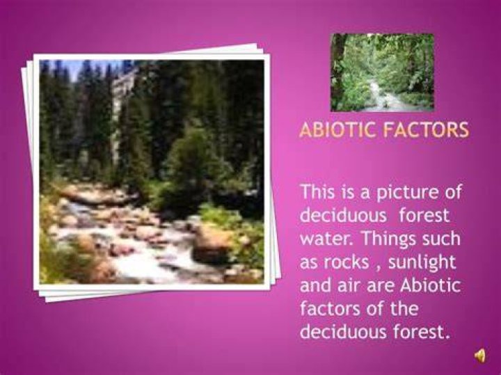 What are some abiotic factors in the deciduous forest
