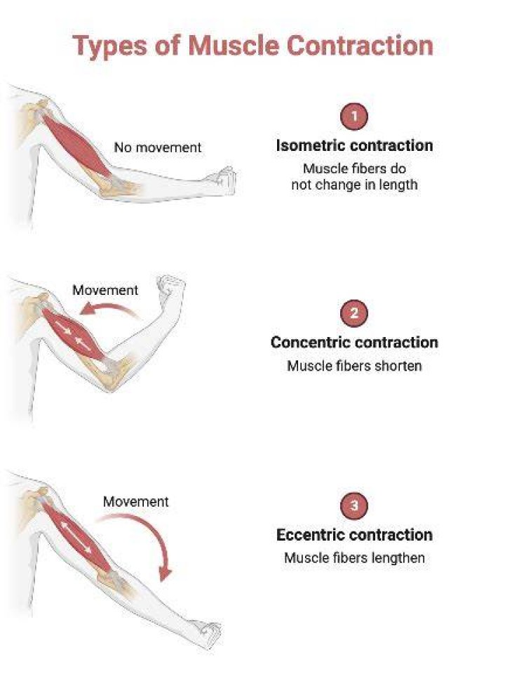 What are the different types of muscle contractions