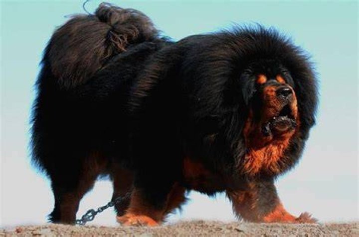 What are the huge fluffy dogs called