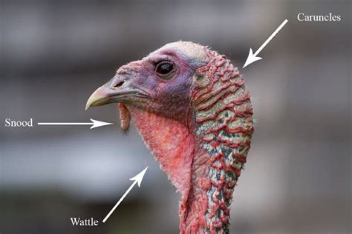 What are the red bumps on a turkeys head called