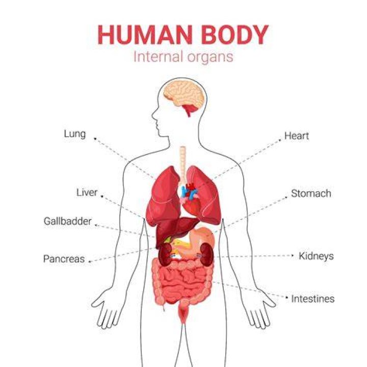 What are the system of the body