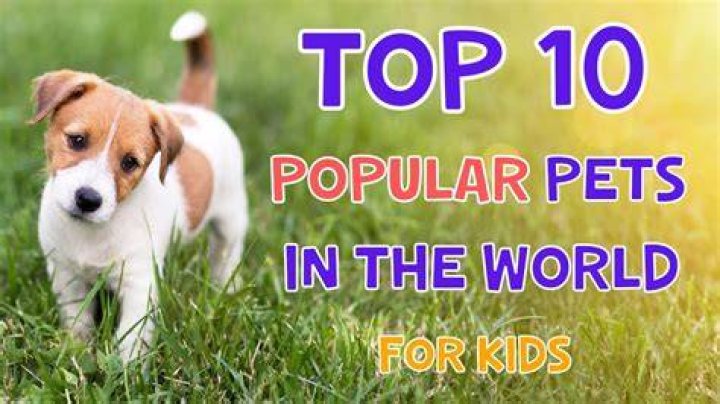What are the top 10 pets