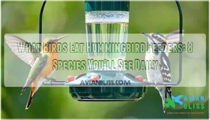 What birds eat from hummingbird feeders
