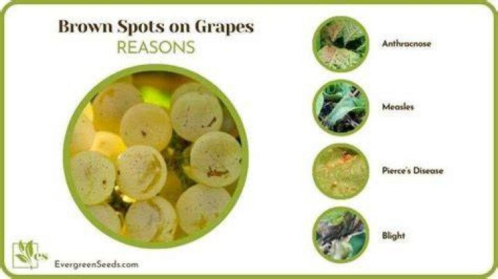 What causes brown spots on grapes