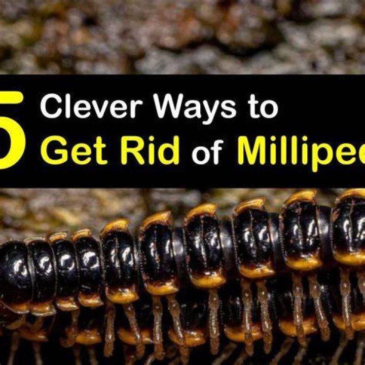 What causes infestation of millipedes