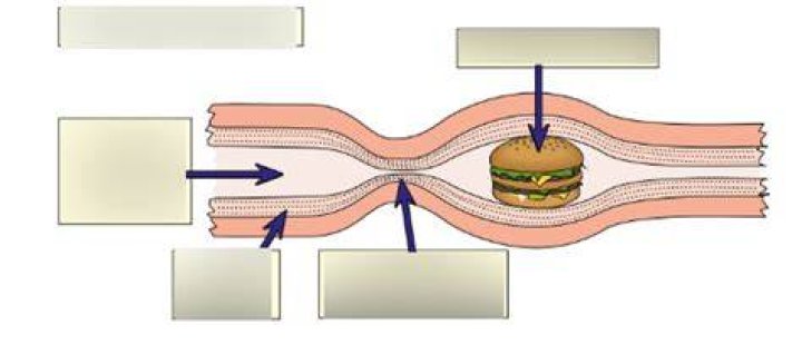 WHat causes peristalsis quizlet