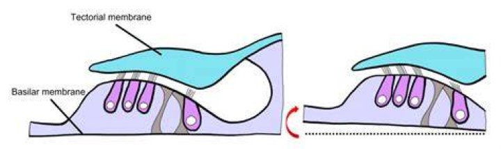 What causes the Tectorial membrane to move