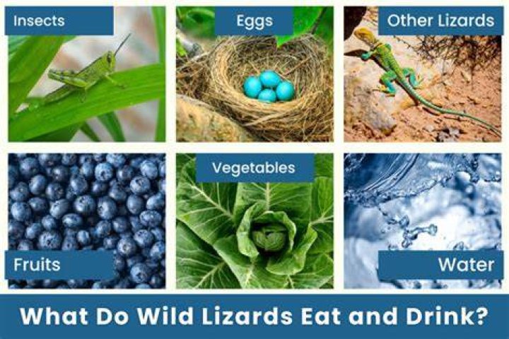 What do backyard lizards eat