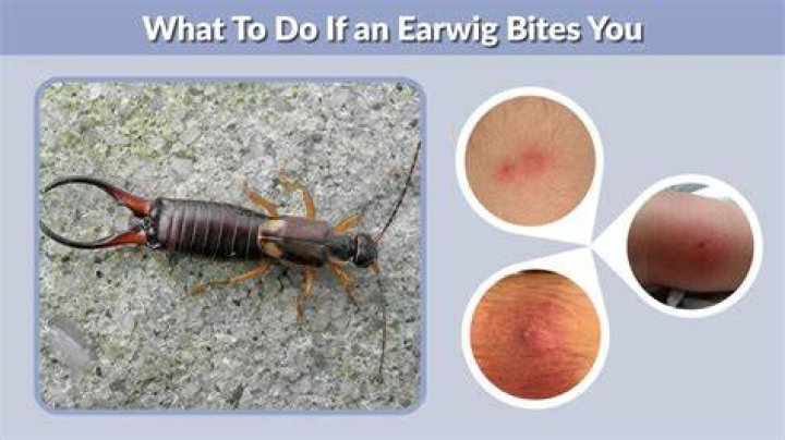 What do Earwigs do to humans