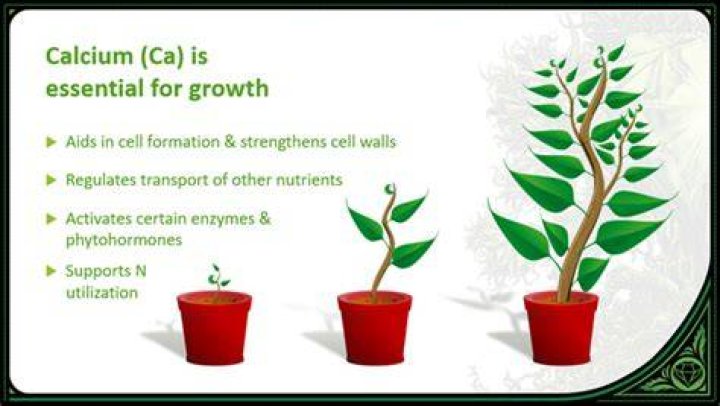 What does calcium do for plants