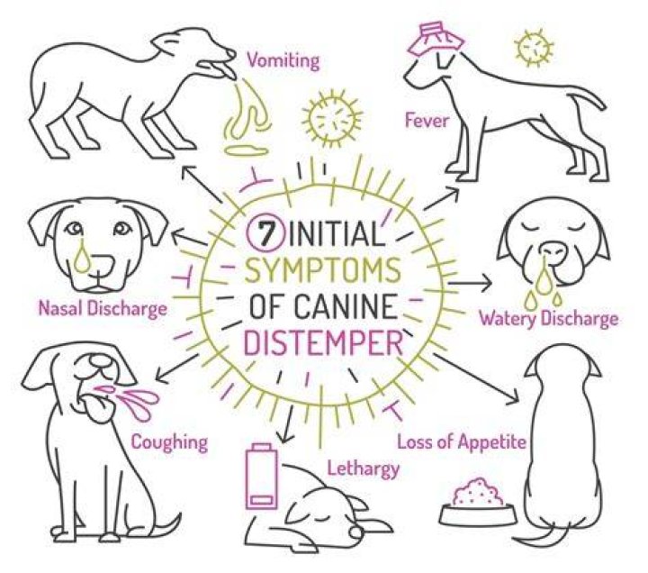 What does distemper do to dogs