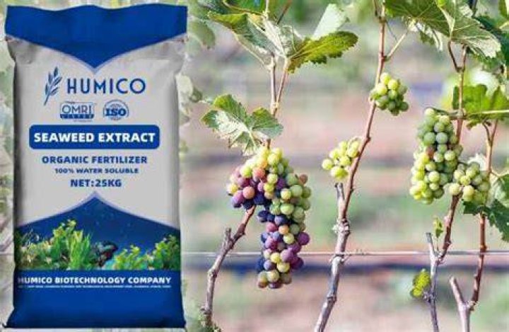 What fertilizer is best for grape vines