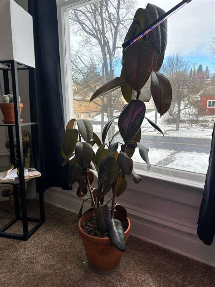 What happens when a plant gets too cold