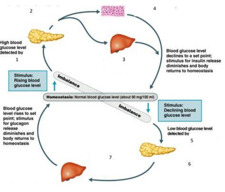 What hormones participate in glucose homeostasis